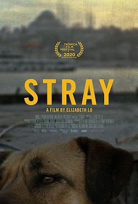 在迷途 Stray