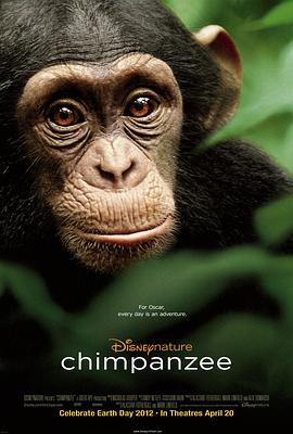 黑猩猩 Chimpanzee