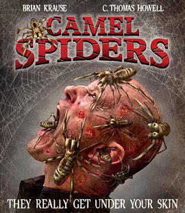 骆驼蜘蛛 Camel Spiders