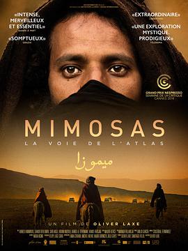 含羞草 Mimosas