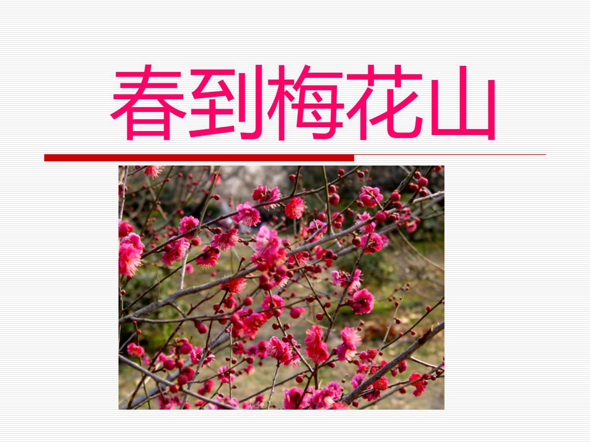 《春到梅花山》PPT课件2