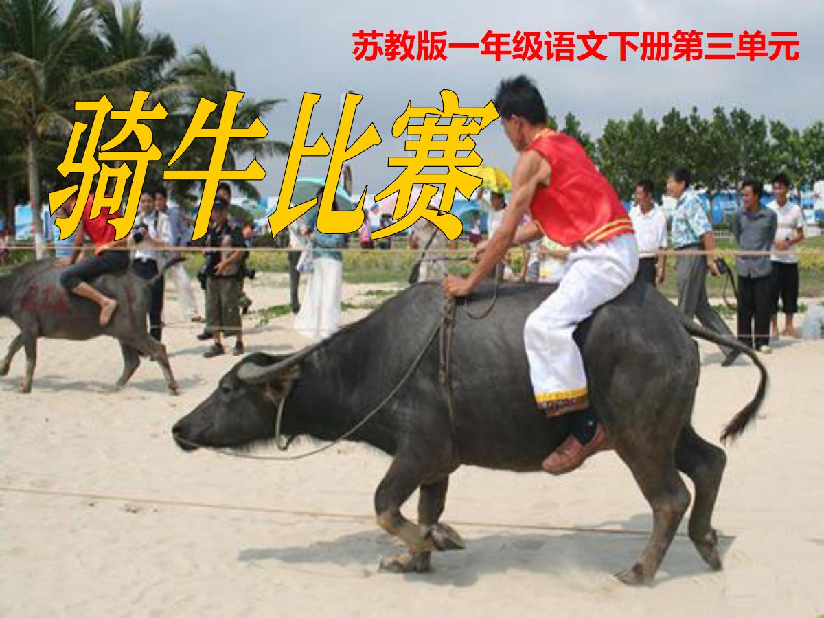 《骑牛比赛》PPT课件2