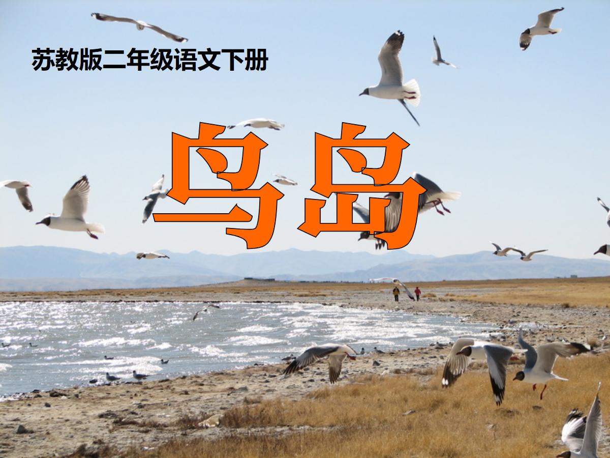 《鸟岛》PPT课件