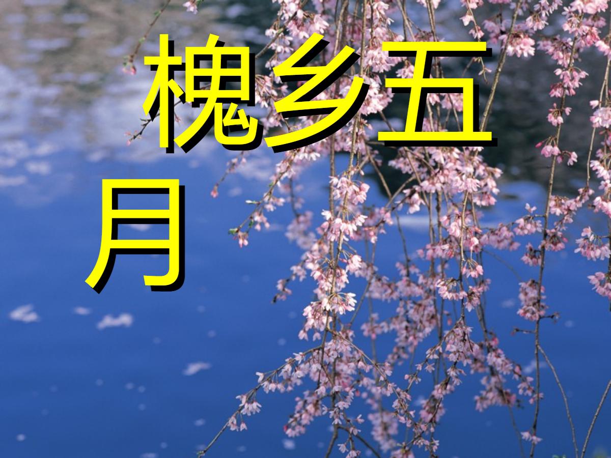 《槐乡五月》PPT课件2