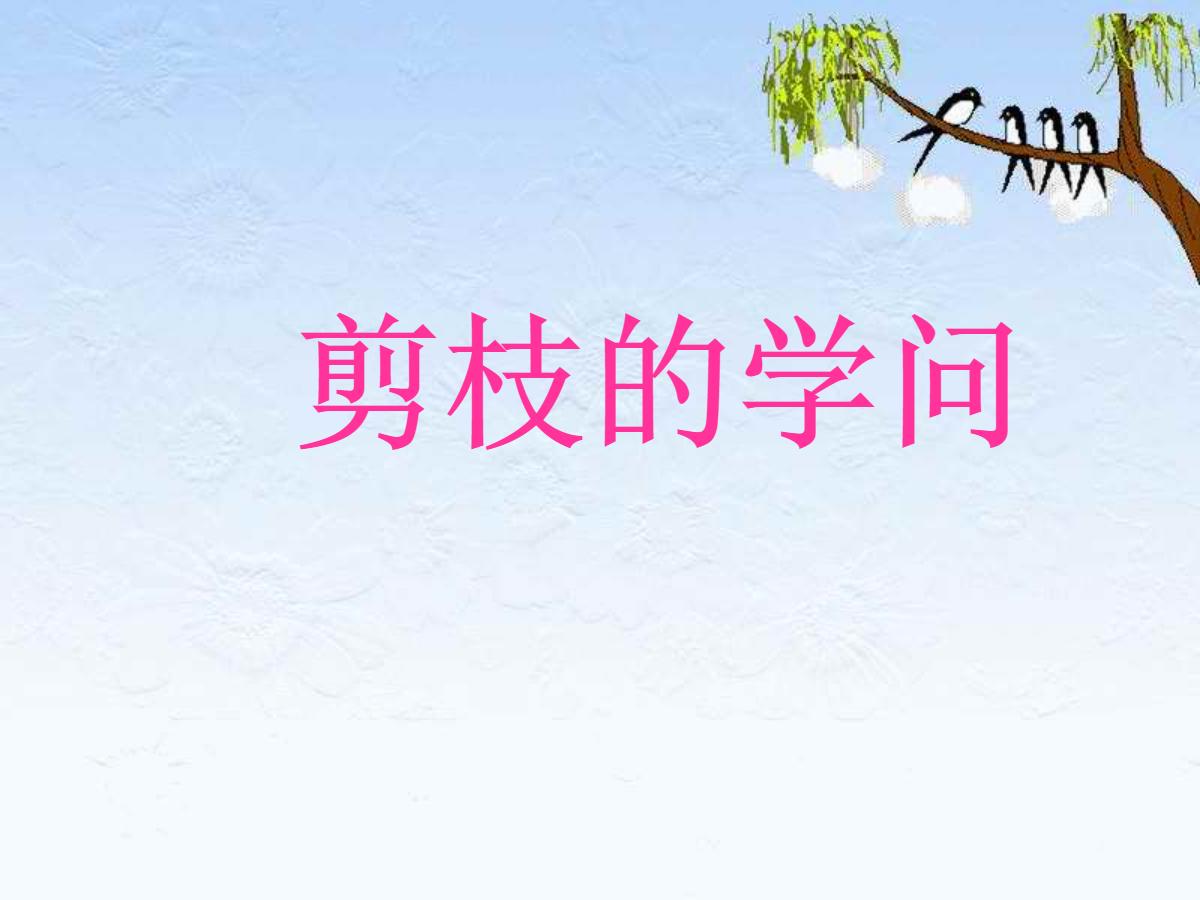 《剪枝的学问》PPT课件2