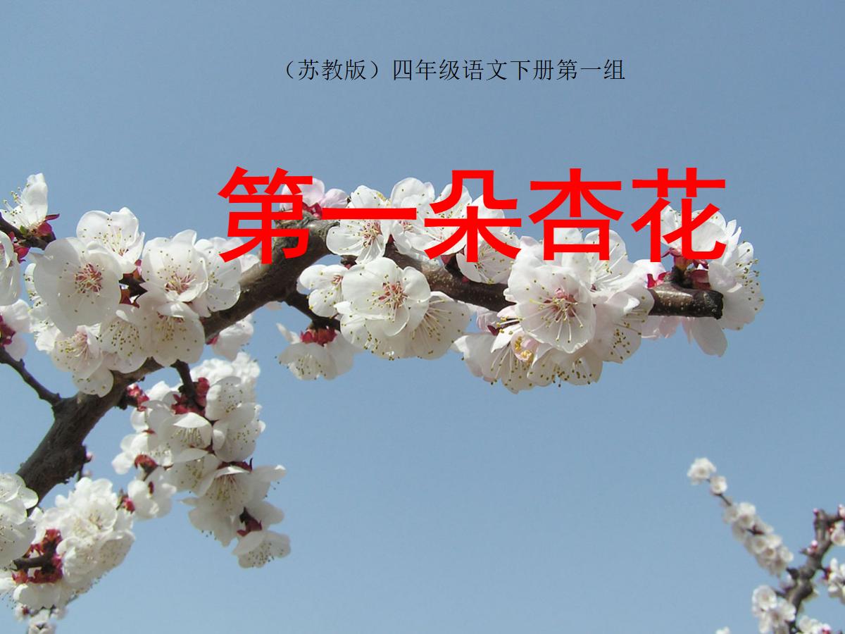 《第一朵杏花》PPT课件2