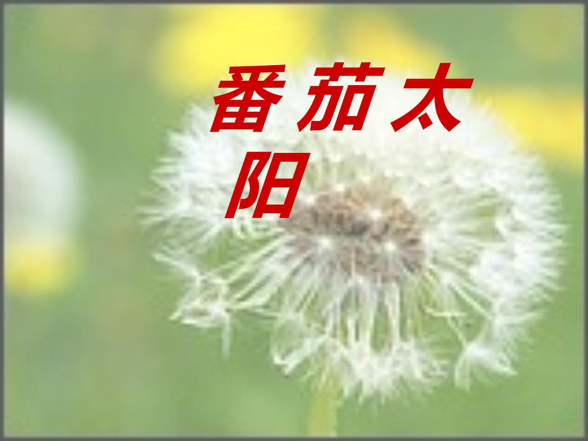 《番茄太阳》PPT课件