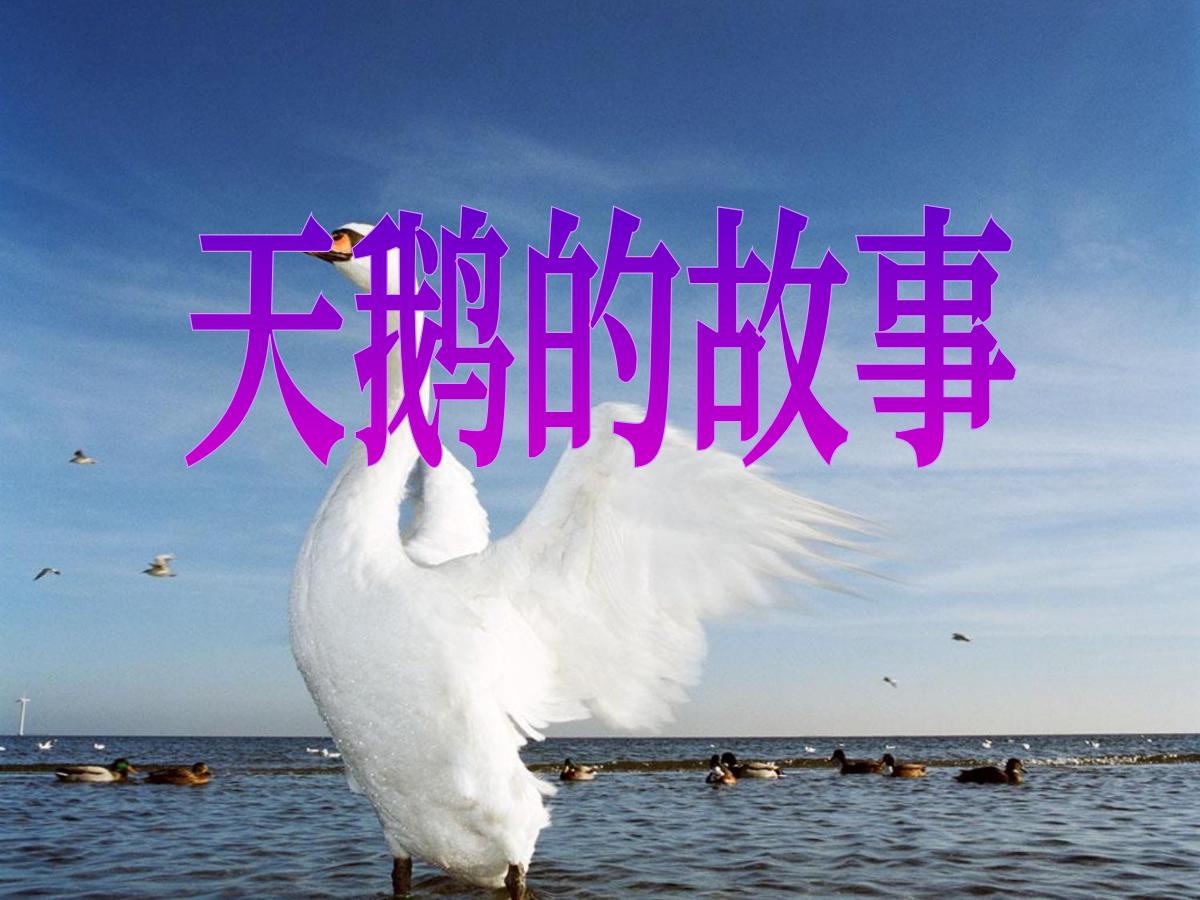 《天鹅的故事》PPT课件4