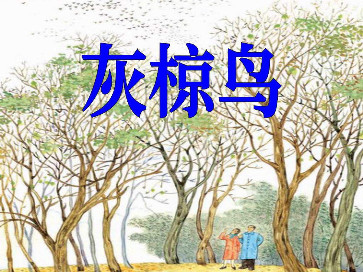 《灰椋鸟》PPT课件2