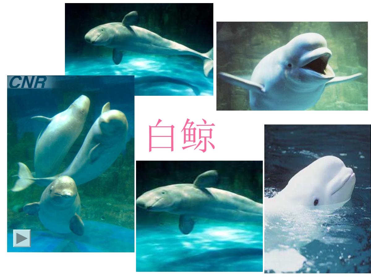 《白鲸》PPT课件