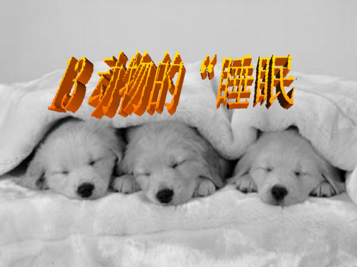 《动物的睡眠》PPT课件4