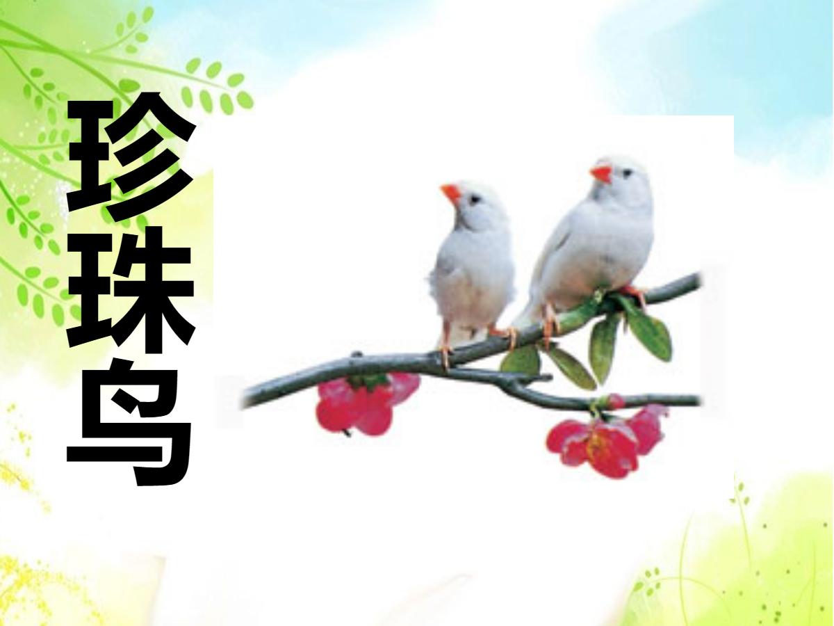 《珍珠鸟》PPT课件9