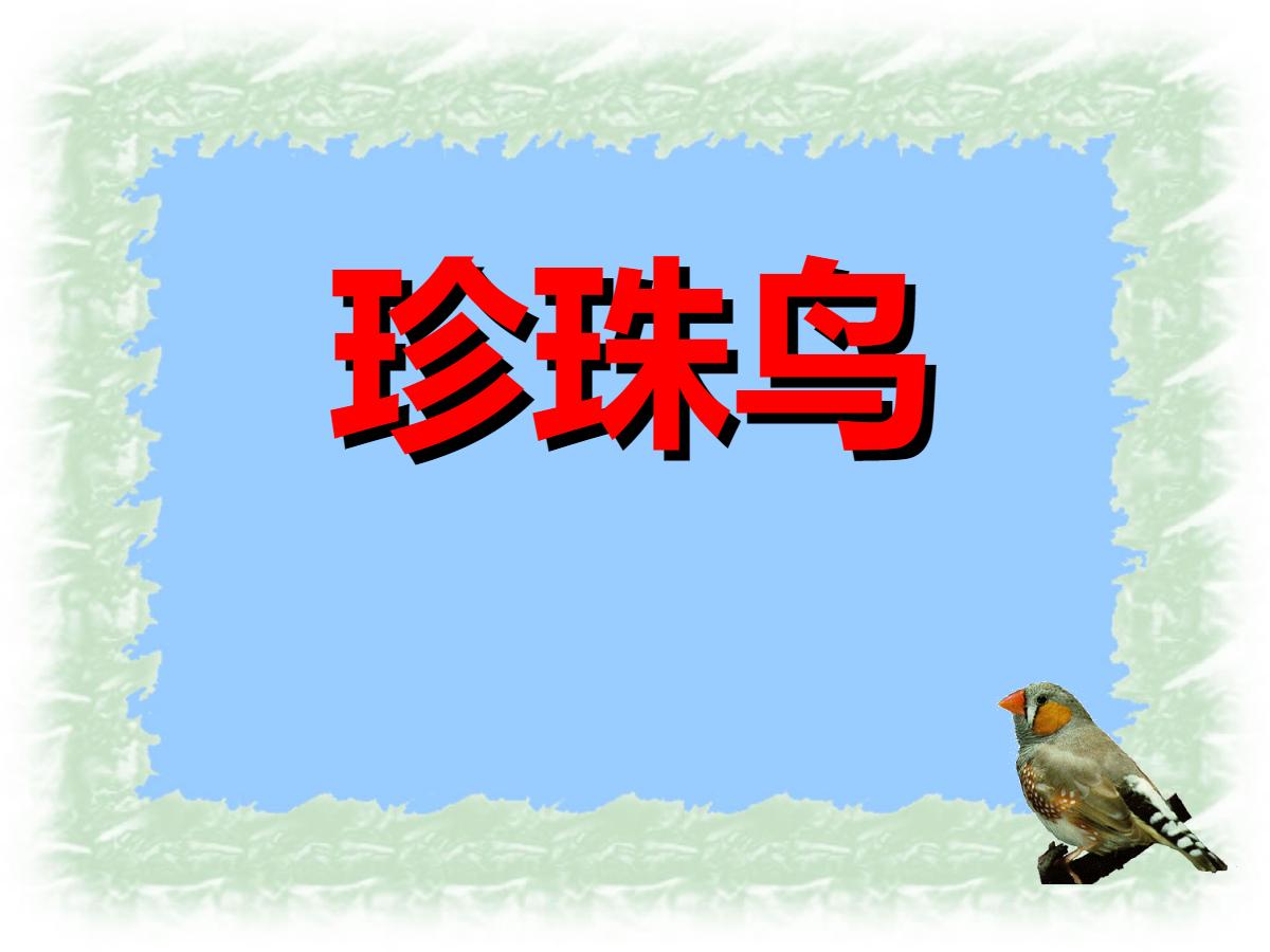 《珍珠鸟》PPT课件11