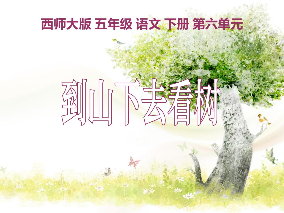 《到山下去看树》PPT课件2