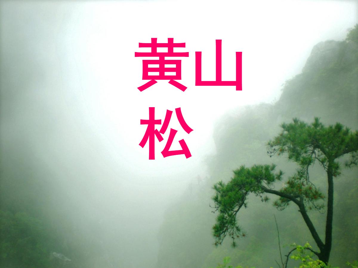 《黄山松》PPT课件2