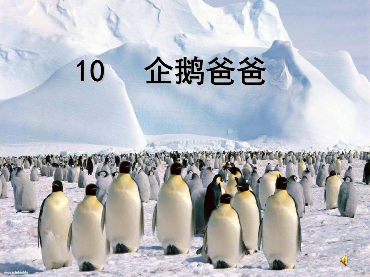 《企鹅爸爸》PPT课件3