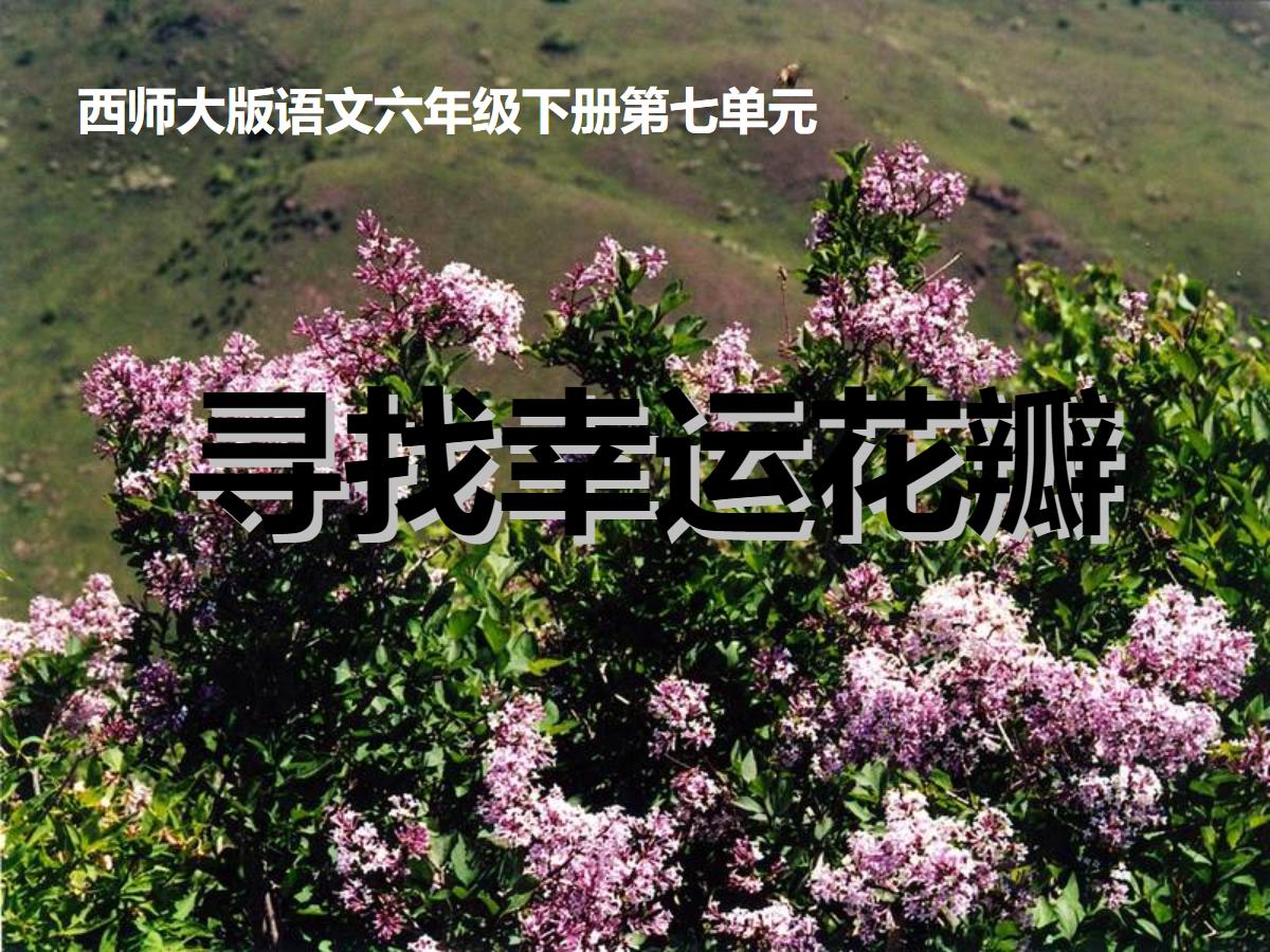 《寻找幸运花瓣》PPT课件