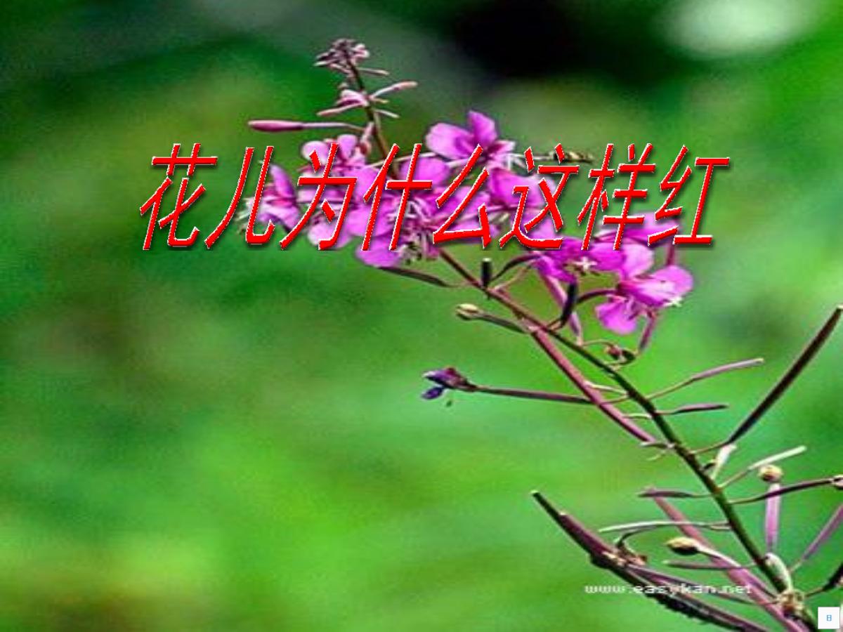 《花儿为什么这样红》PPT课件