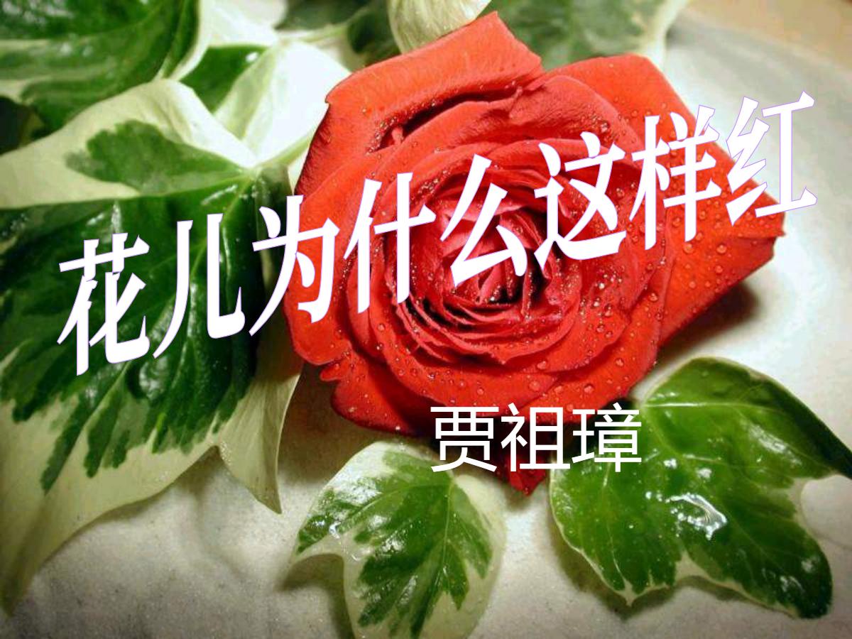 《花儿为什么这样红》PPT课件2