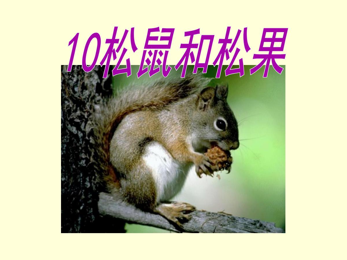《松鼠和松果》PPT课件4