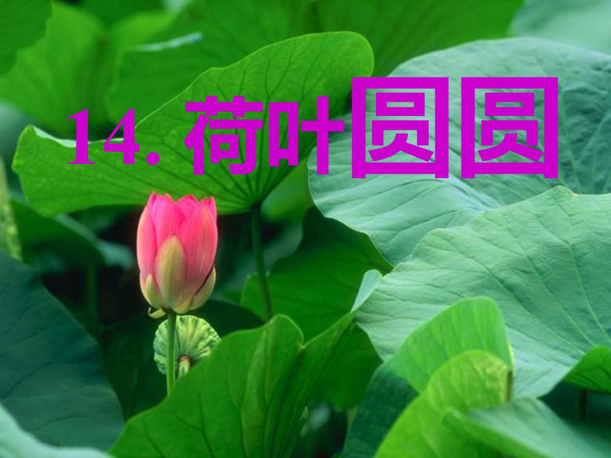 《荷叶圆圆》PPT课件2