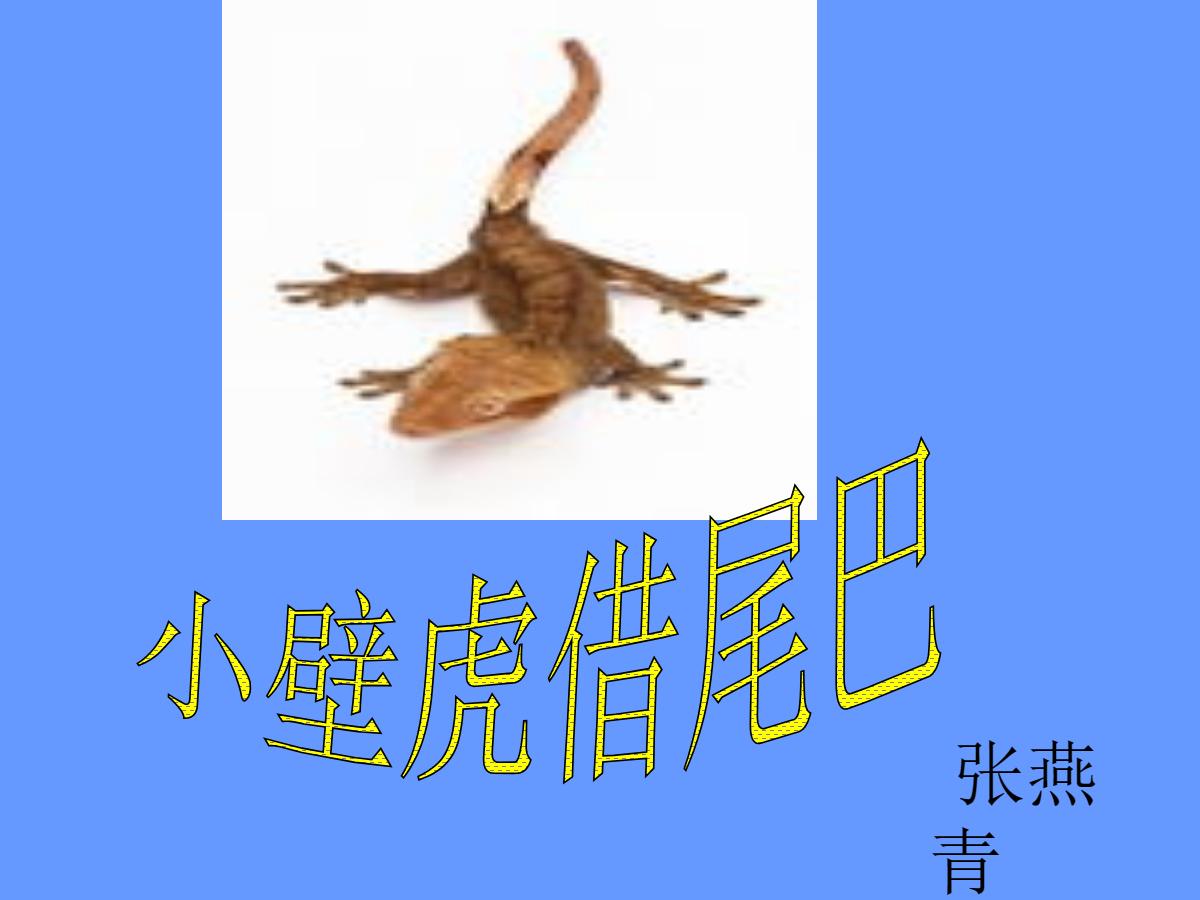 《小壁虎借尾巴》PPT课件2