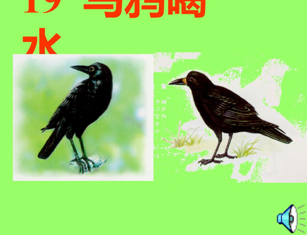 《乌鸦喝水》PPT课件3