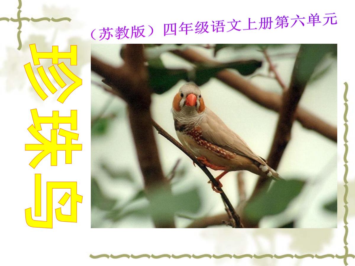 《珍珠鸟》PPT课件