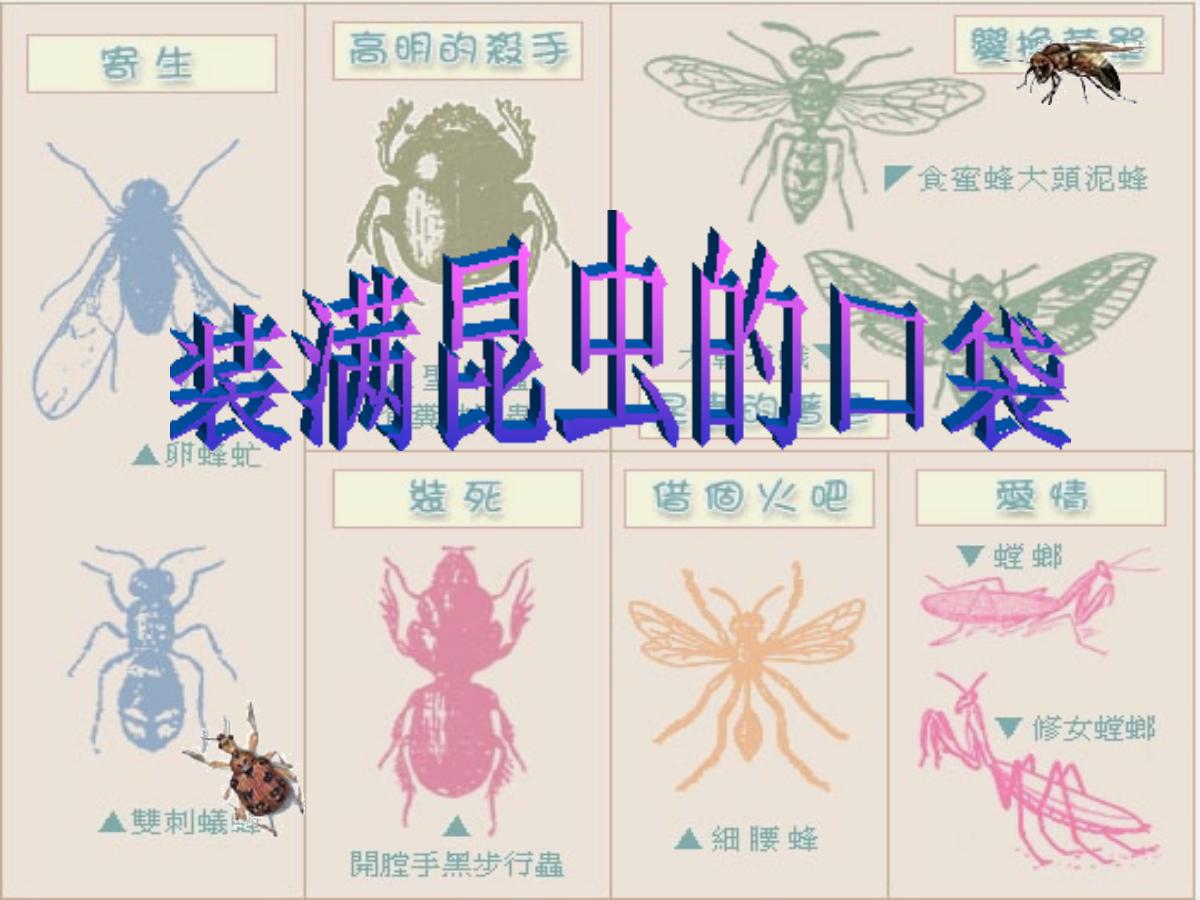 《装满昆虫的衣袋》PPT课件2