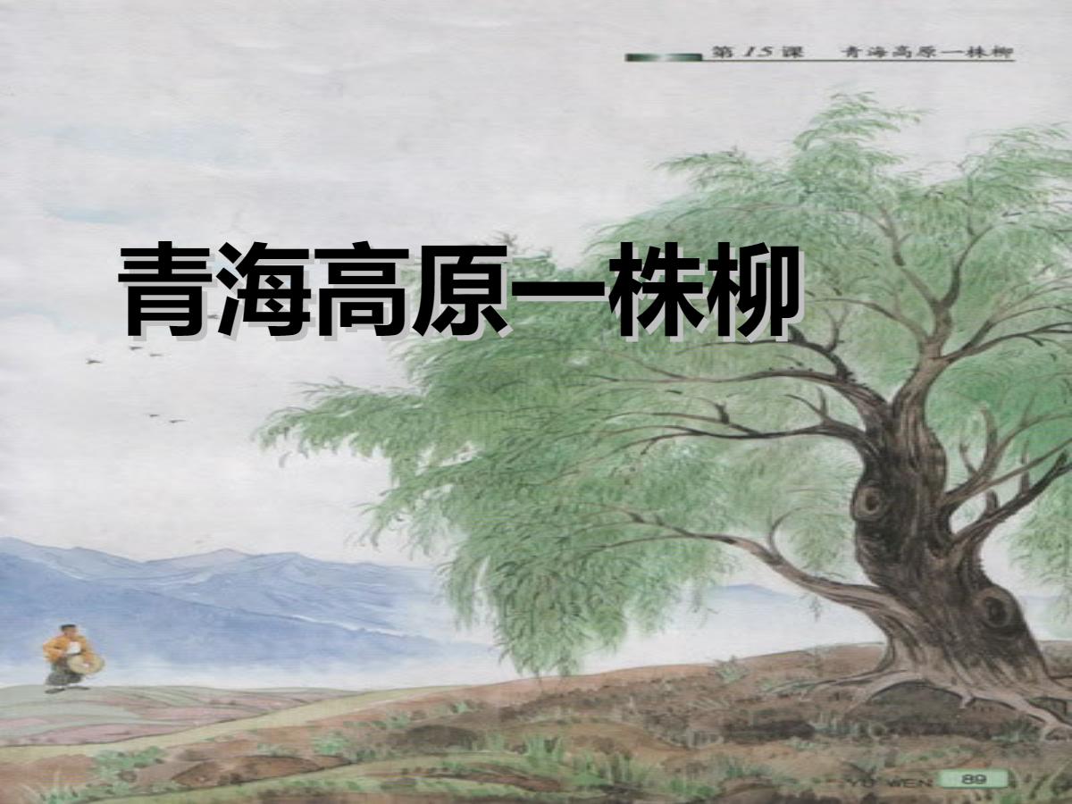 《青海高原一株柳》PPT课件
