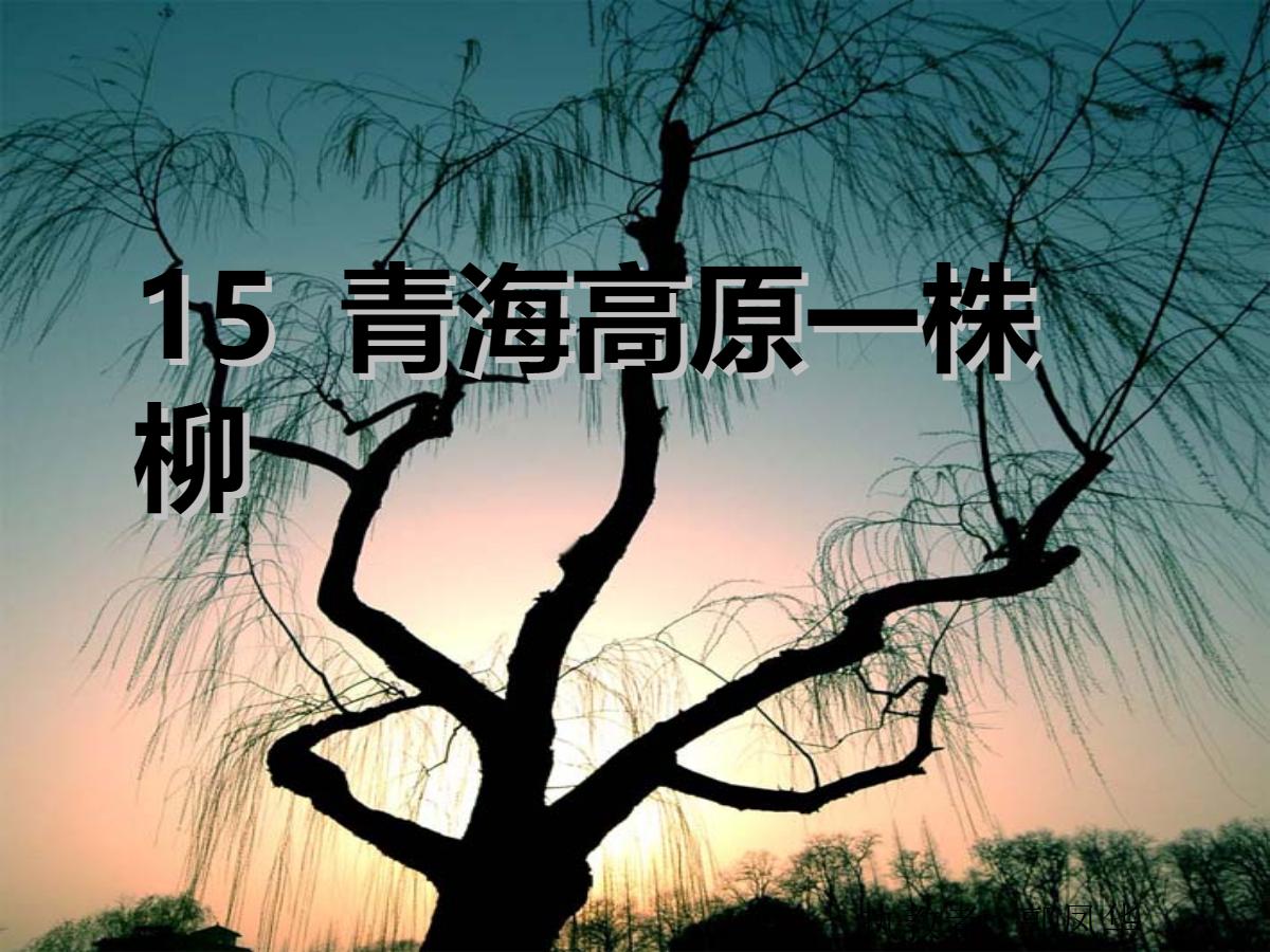 《青海高原一株柳》PPT课件2
