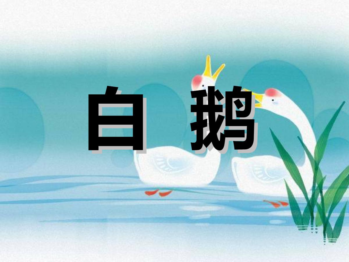 《白鹅》PPT课件下载6