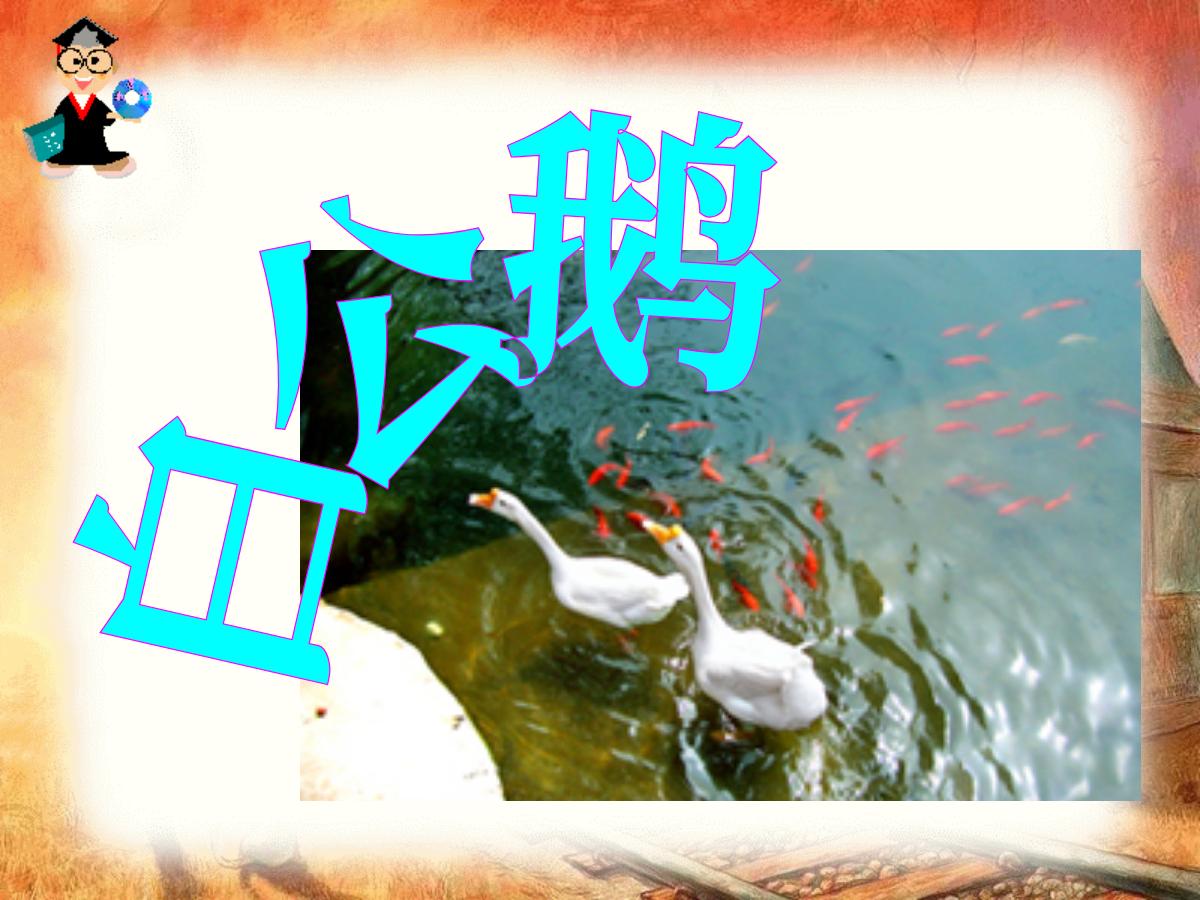 《白公鹅》PPT课件下载5