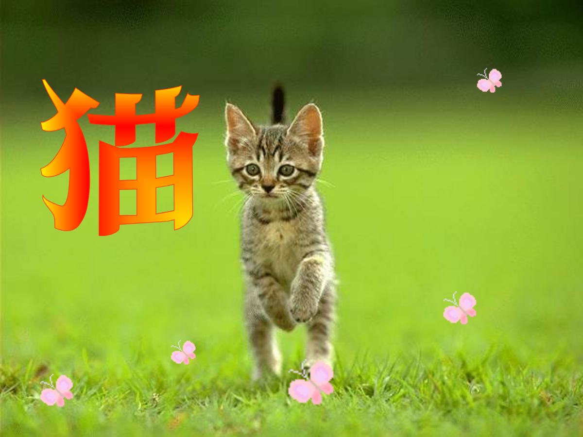 《猫》PPT课件下载4