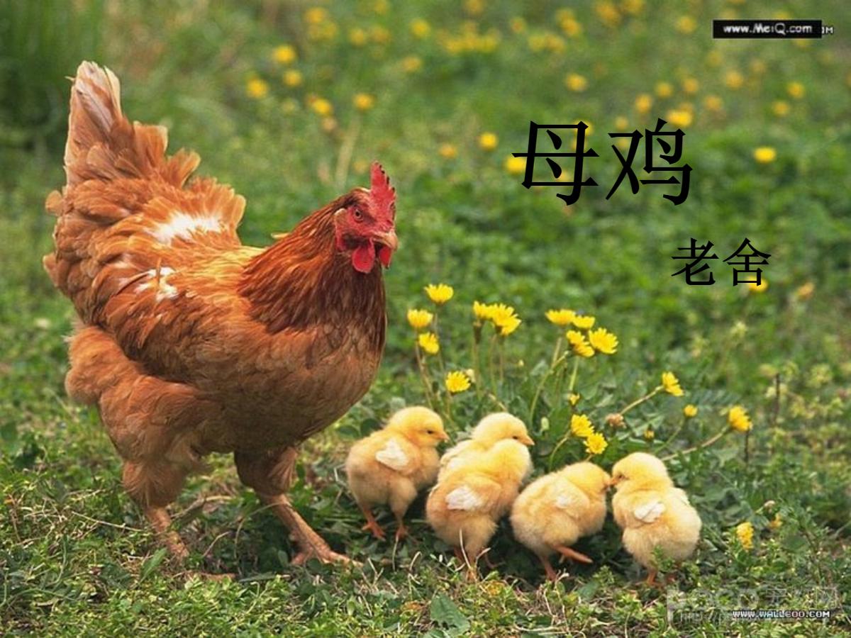 《母鸡》PPT课件下载3