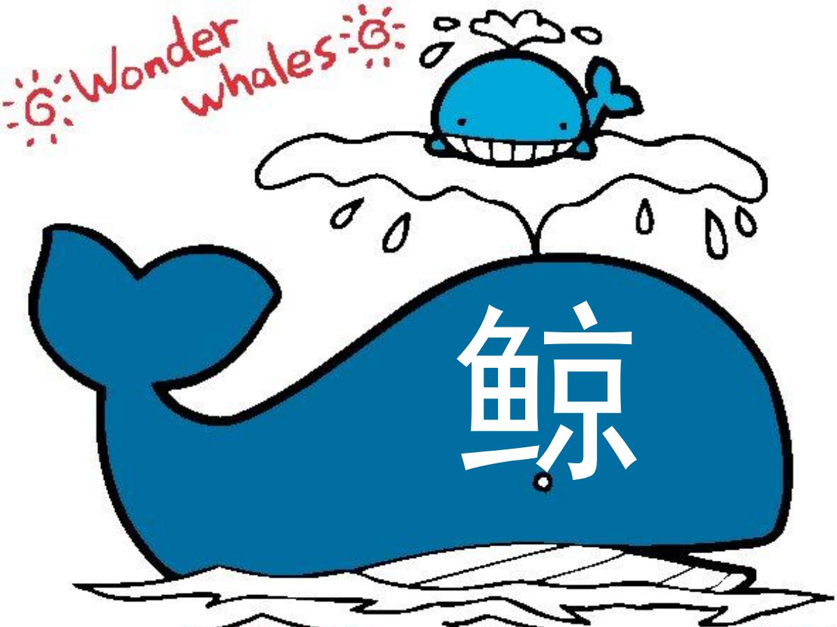 《鲸》PPT课件下载5