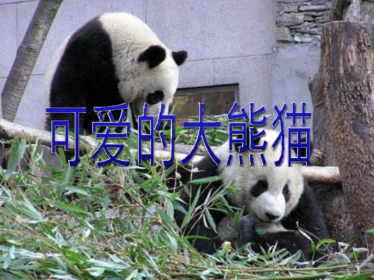 《可爱的大熊猫》PPT课件3