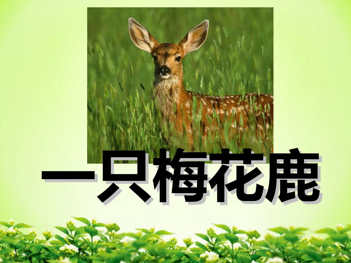 《一只梅花鹿》PPT课件2