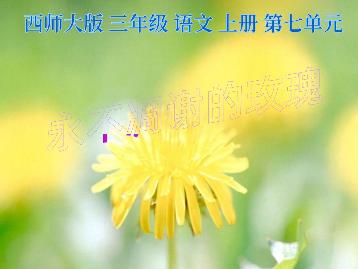 《永不凋谢的玫瑰》PPT课件