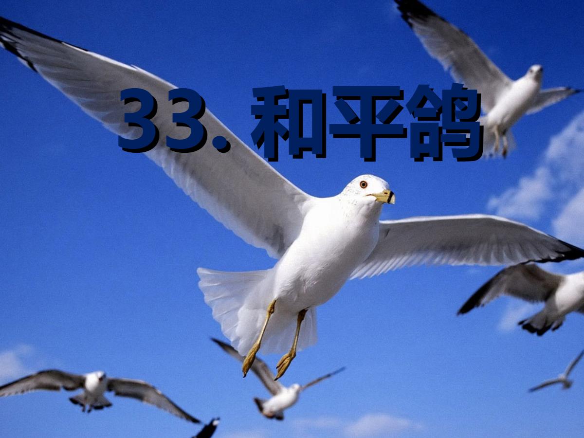 《和平鸽》PPT课件