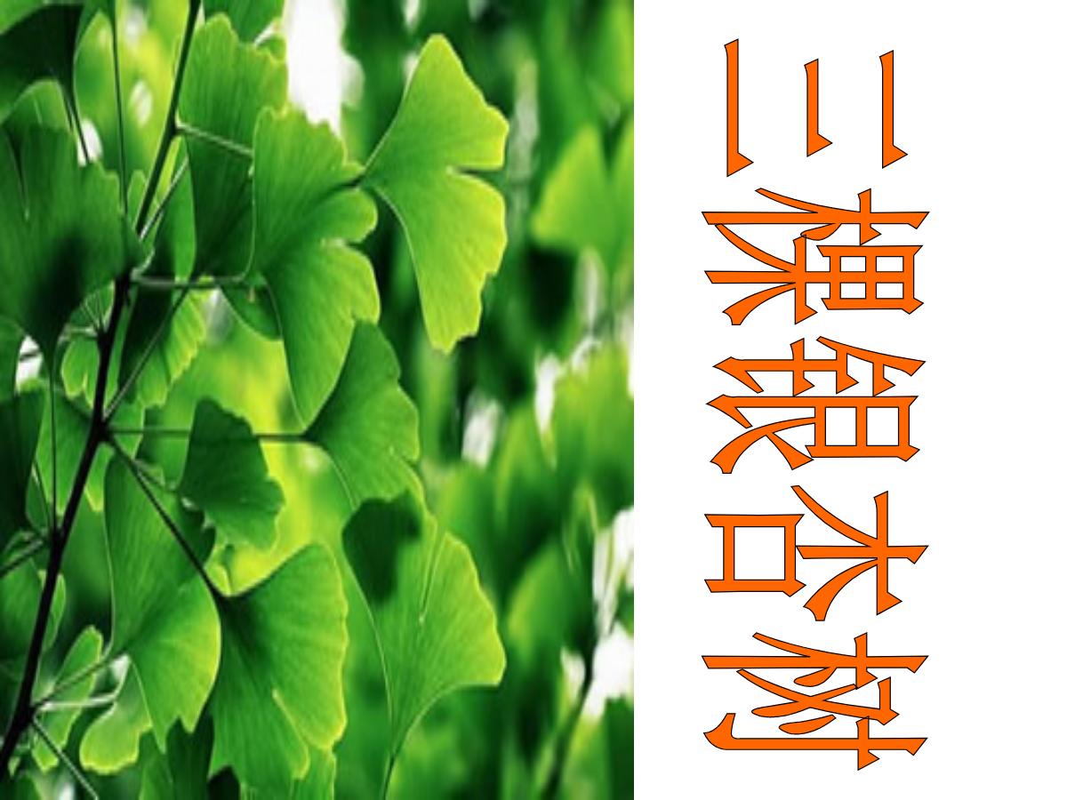 《三棵银杏树》PPT课件