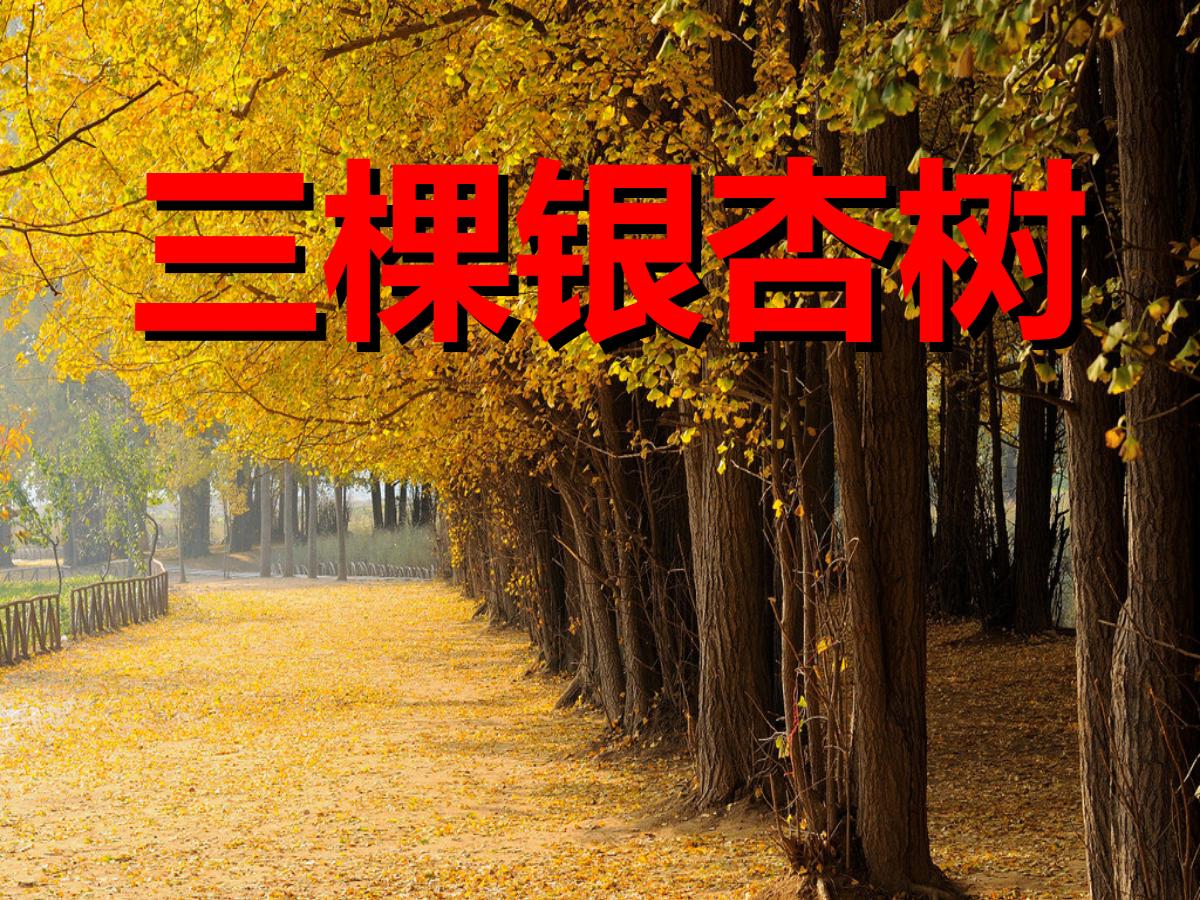 《三棵银杏树》PPT课件2