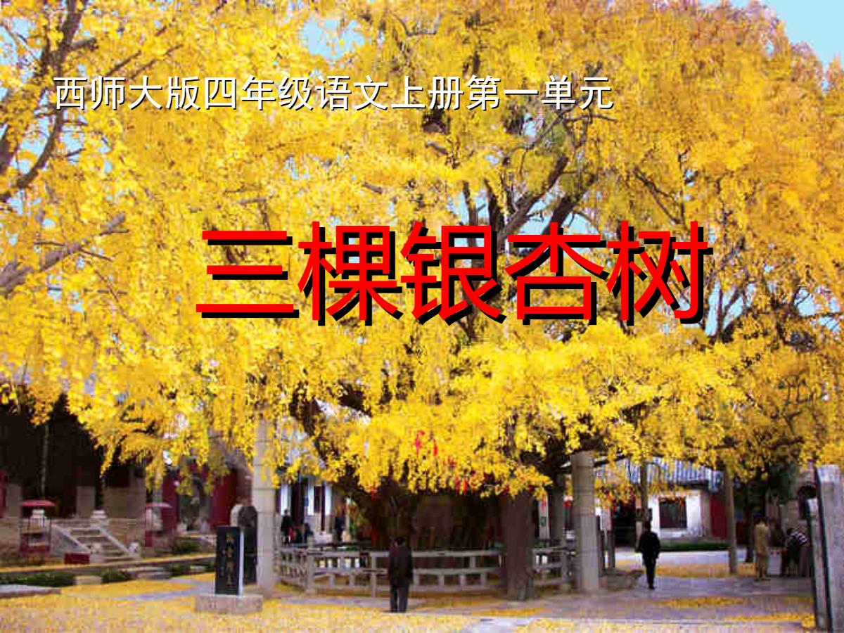 《三棵银杏树》PPT课件3