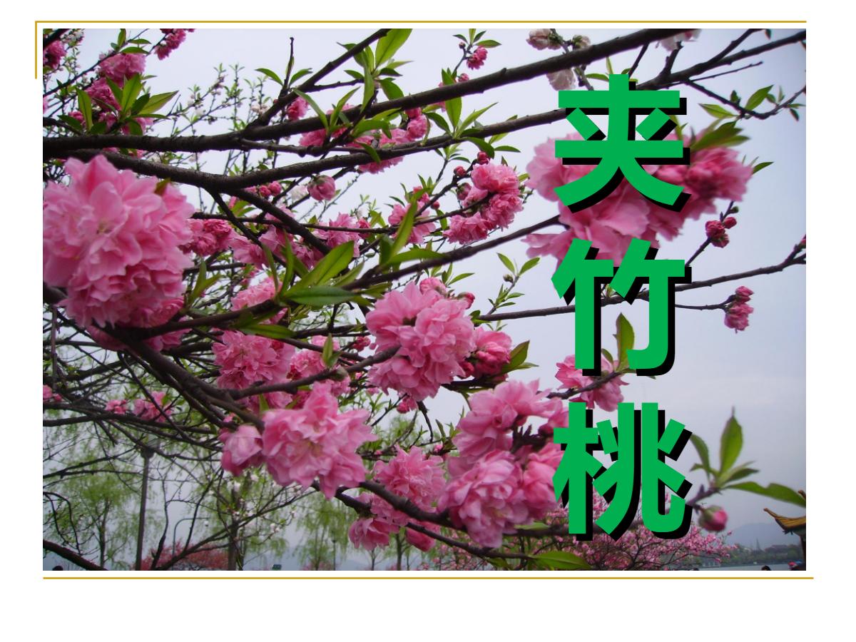 《夹竹桃》PPT课件3