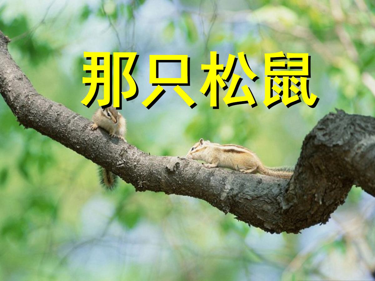 《那只松鼠》PPT课件2