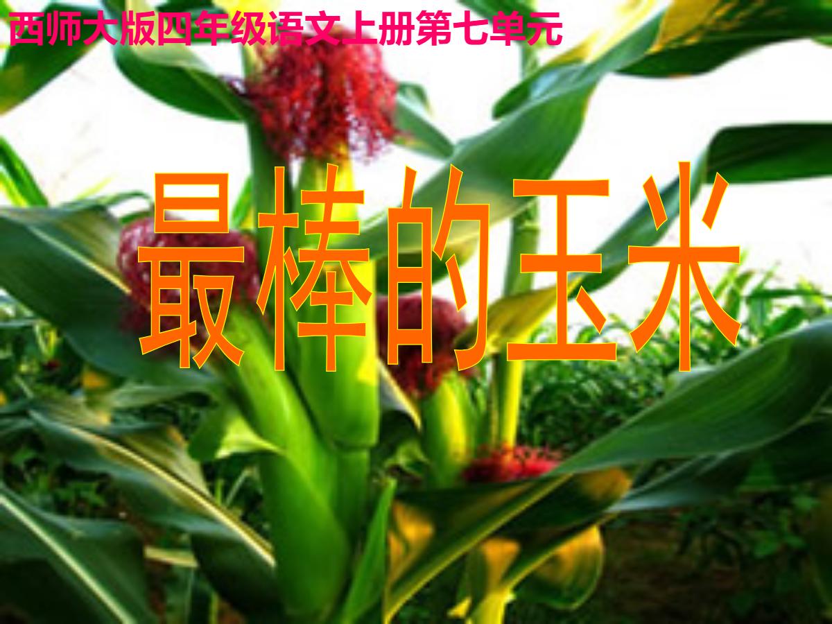 《最棒的玉米》PPT课件
