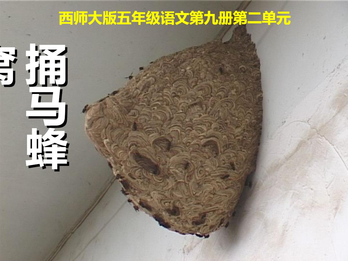 《捅马蜂窝》PPT课件