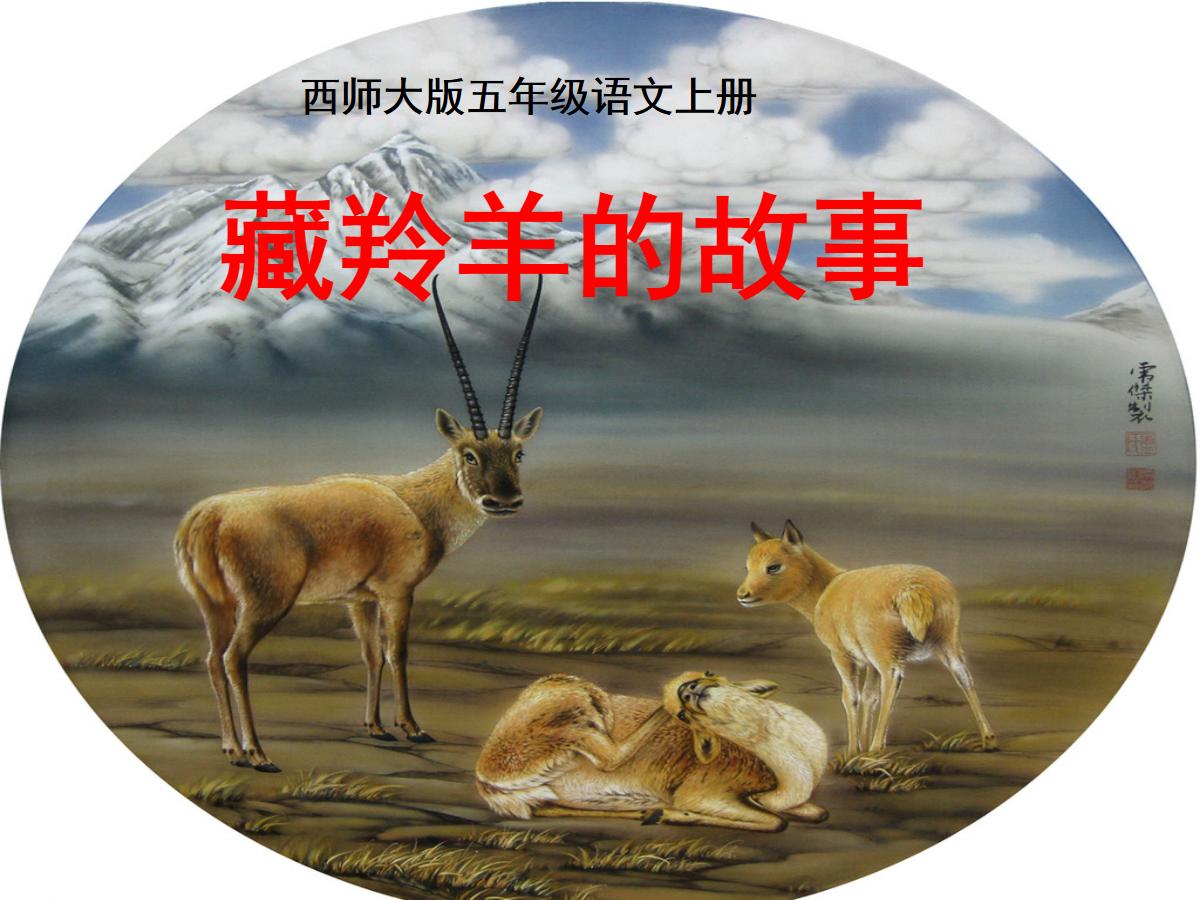 《藏羚羊的故事》PPT课件2