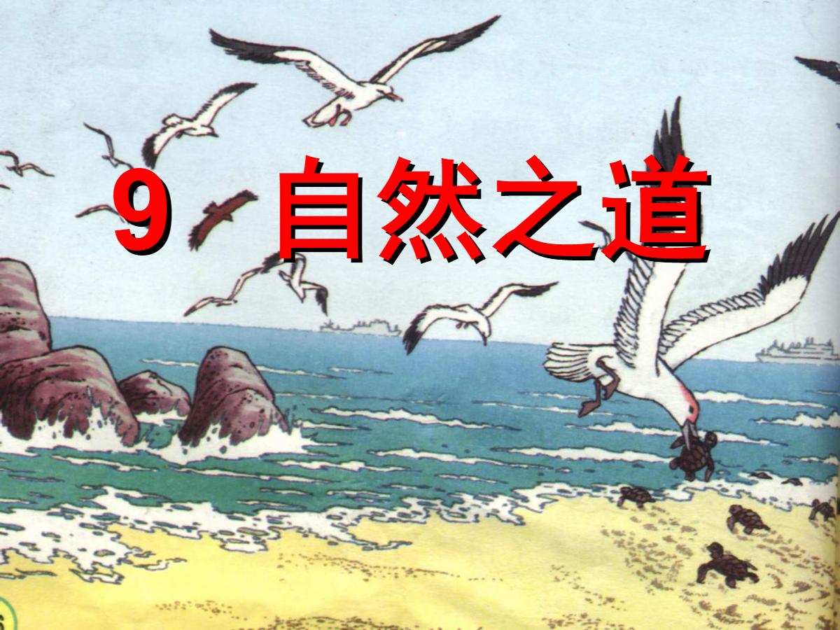 《自然之道》PPT课件3
