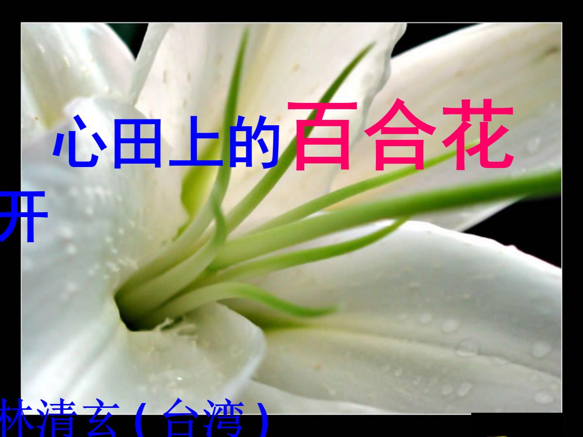 《心田上的百合花》PPT课件2